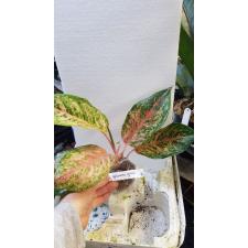 Aglaonema Prakay Ngern (pink form) 75