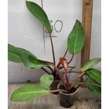 Филодендрон Красное Солнце / Philodendron Red Sun