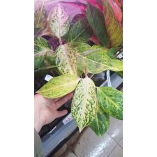 Aglaonema Pa Mok Gold. 77/1 dekabr