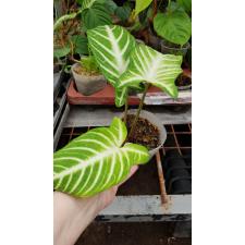 Alocasia lindenii (Xanthozoma Lindelii) pot 