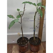 Фикус алтиссима 'Снежный Шторм' / Ficus altissima 'Snow Storm' 104/1