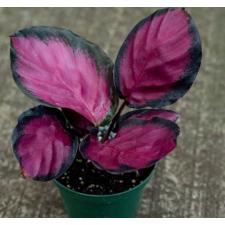 Calathea roseopicta 'Rosy' (P12)