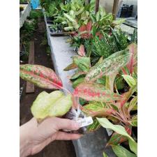 Aglaonema Prakay Ngern (No.2) 48/1 уценка