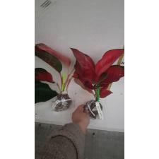 Aglaonema Sooksom Jaipong (green margin)125