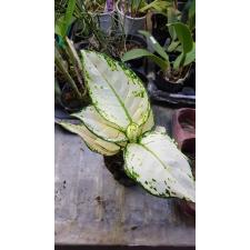aglaonema super white. 12 cm pot