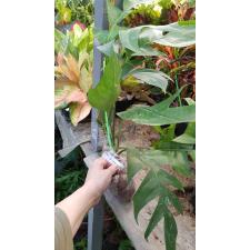 Epipremnum sp.(T03) Skeleton (mature leaf) 115/2