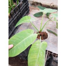 Philodendron sp.(T30)  tenue х Jose Buono pot 1800p