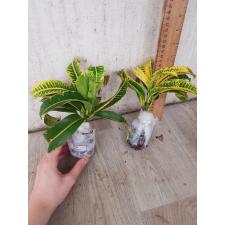 Codiaeum A21 Khao kae