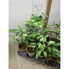 Syngonium Three Kings