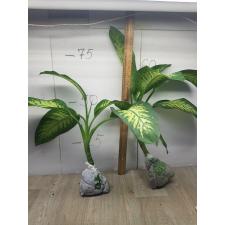 Dieffenbachia seguine L