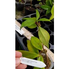 Hoya pubicalyx 'Royal Hawaiian Purple' A5