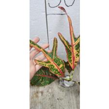 Codiaeum B-9 Tri num tok