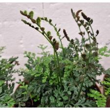 Болбитис гетероклита 'Дифформис' / Bolbitis heteroclita 'Difformis'