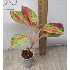 Aglaonema Siam Pink