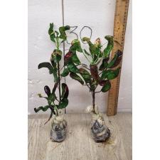 Codiaeum A33 Nin mung korn