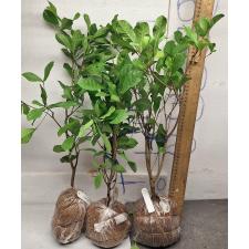 Сунсепалум дулсификум. / Synsepalum dulcificum 171