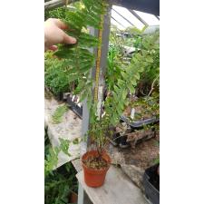 Nephrolepis faltata variegated pot