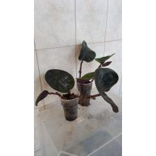 Geogenanthus Ciliatus Midnight Pearl стакан 750р