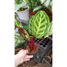 Calathea Roseopicta Var. Illustris pot