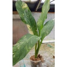 dieffenbachia sp Yellow variegated N2 по 3500p