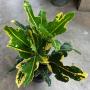 Codiaeum Tri Khob Thong