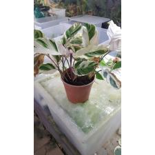 Calat Fusion White pot 1200p