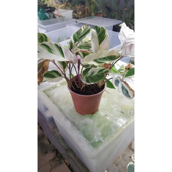 Calat Fusion White pot 1200p