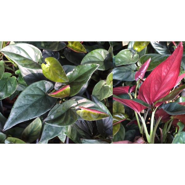 Сингониум эритрофиллум Красная стрела / syngonium erythrophyllum Red Arrow 