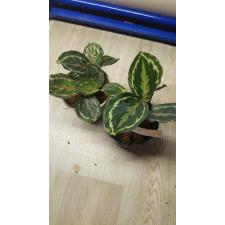 calathea medallion pot уценка 450р