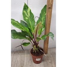 Anthurium variegated sp 5