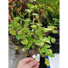 Asystasia gangetica (white variegated) 151