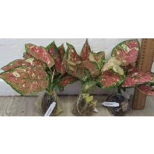 Аглаонема Трехцветный Аньямани гибрид / Aglaonema Tri Color Anyamanee hybrid