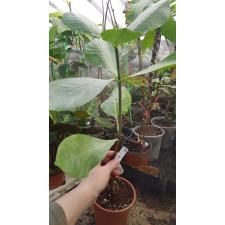 Gardenia taitensis 268