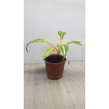 chlorophytum orchidastrum orange variegata