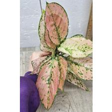 Aglaonema Kamkoon no.2 A-139