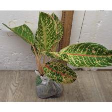 Аглаонема Индиана Квин / Aglaonema Indiana Queen A-31