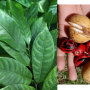 Myristica fragrans (Nutmeg)(seedling)