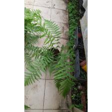 Dicksonia Antarctica 17 сm pot
