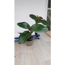 Medinilla Magnifica без цветов новый рост 950p