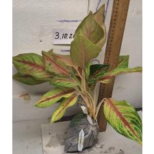 Аглаонема Тонг Лай ма / Aglaonema Tong lai ma A-50