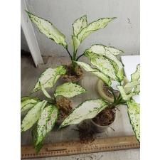 Aglaonema SP-13 Galaxy Green star стакан