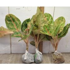 Аглаонема Тигр 3 цвета / Aglaonema Tiger 3 colors A-81