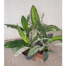 Spathiphyllum - variegata sp
