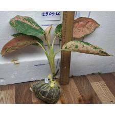 Аглаонема Пинки Банана / Aglaonema Pinky Banana A-48
