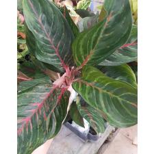 Aglaonema T11 Sombat Siam green