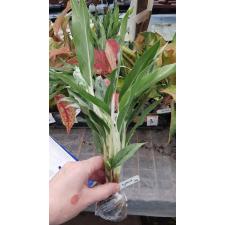 Aglaonema Pra Khan Prom 48