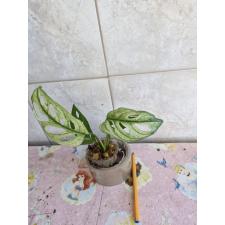 Monstera adansonii variegated Mint. s