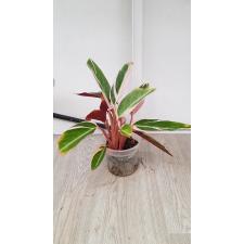 Ctenanthe oppenheimiana Tricolor  650p