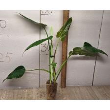 Philodendron sp.(T02) pot 