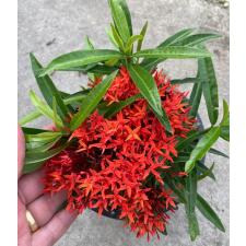 Ixora sp.(T36) 394